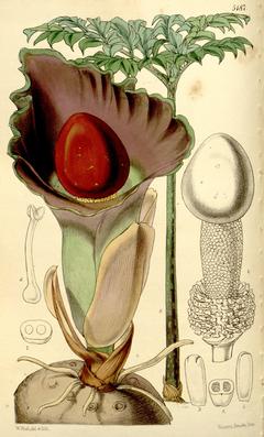 Amorphophallus paeoniifolius